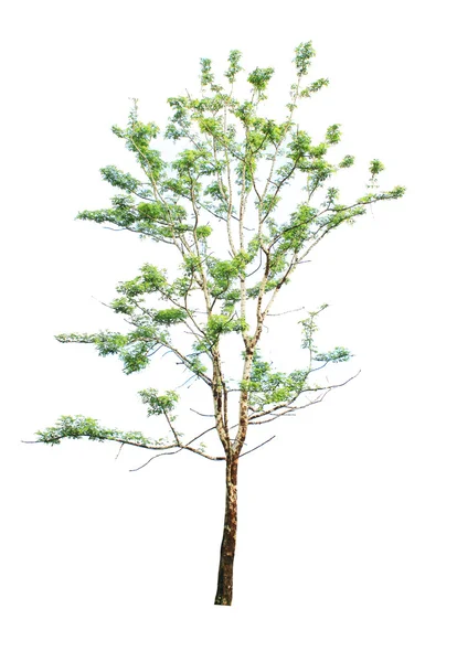 izole ağaçlar