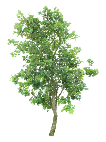 Bomen geïsoleerd — Stockfoto