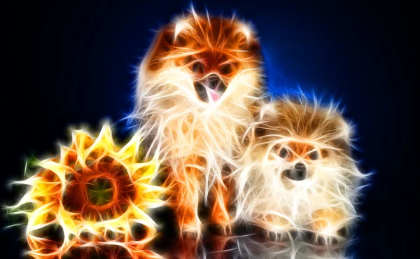 köpek sanat tasarım