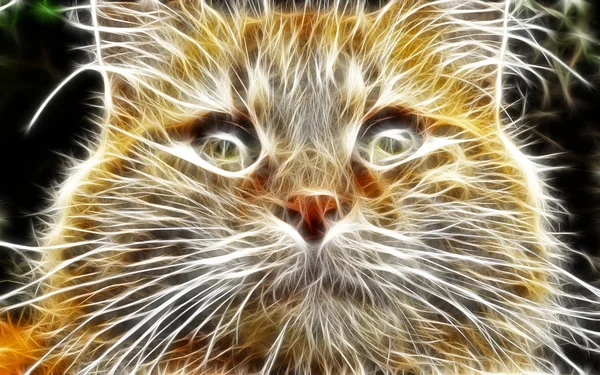 Cat art Design — Stock Photo, Image