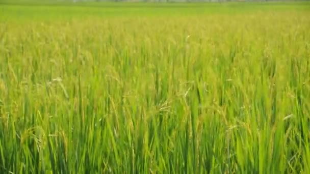 Pirinç tarlaları Rüzgar tarafından vuruldu. — Stok video