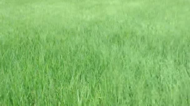 Los campos de arroz fueron golpeados por el viento . — Vídeos de Stock