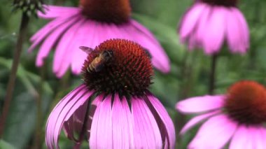 Kelebek nektar çiçek görmek