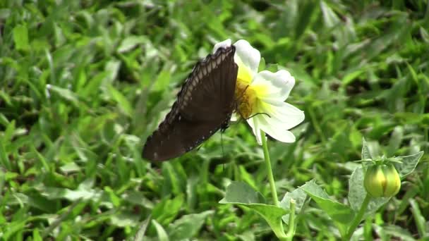 Siehe Schmetterling Nektarblumen — Stockvideo