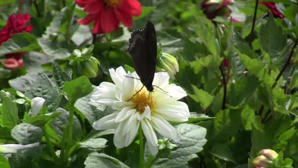 Zie vlinder nectar bloemen — Stockvideo