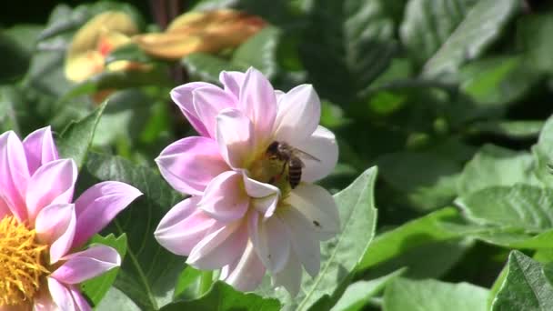 Zie vlinder nectar bloemen — Stockvideo