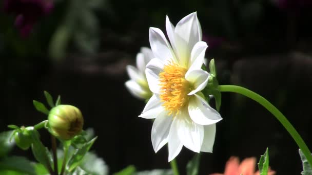 Se fjäril nektar blommor — Stockvideo