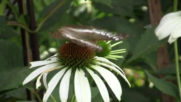 Zie vlinder nectar bloemen — Stockvideo