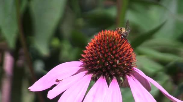 Zie vlinder nectar bloemen — Stockvideo