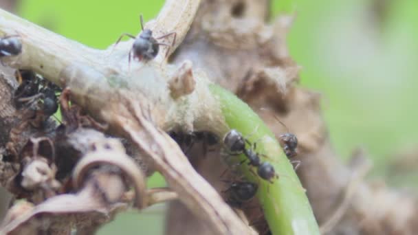 Zwarte ant — Stockvideo