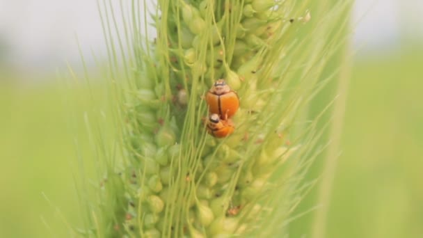 Pirinç çiftliğindeki uğur böceği — Stok video
