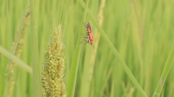 Ladybug In Rice Farm — Stock Video