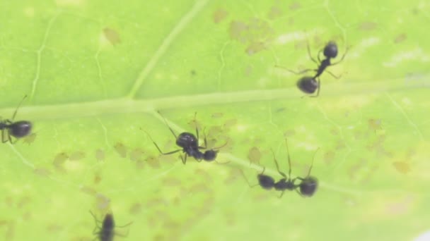 Чёрный муравей — стоковое видео