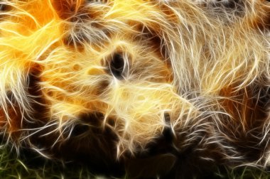 Aslan sanat tasarım