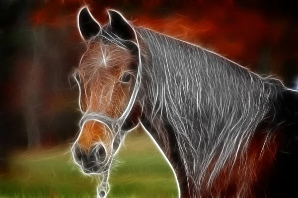 Horse art design — Stock Photo, Image