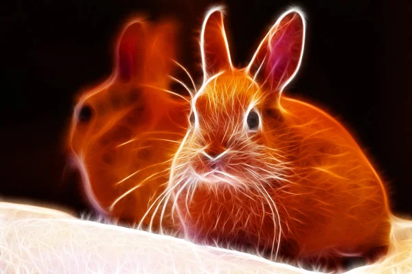 Diseño de arte conejo — Foto de Stock
