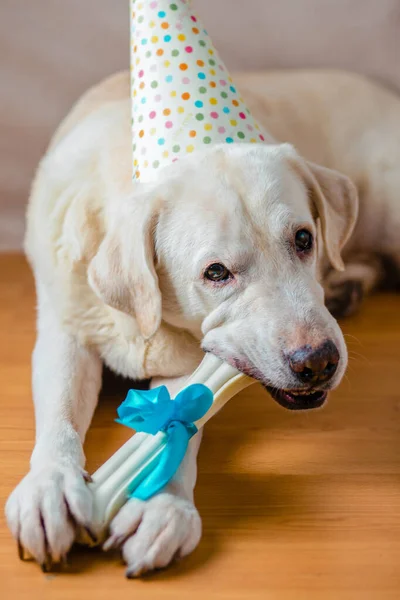 Labrador Birthday Osso Cão Presente Aniversário Para Cão Férias Labrador — Fotografia de Stock