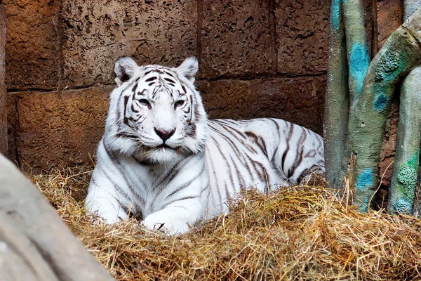 Animais raros. Tigre branco . Fotografias De Stock Royalty-Free