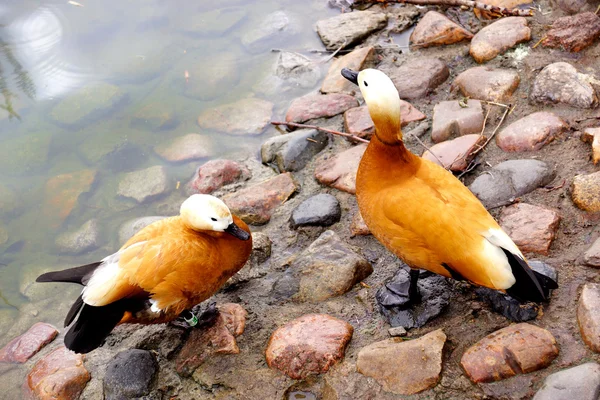 nadir görülen kuşları