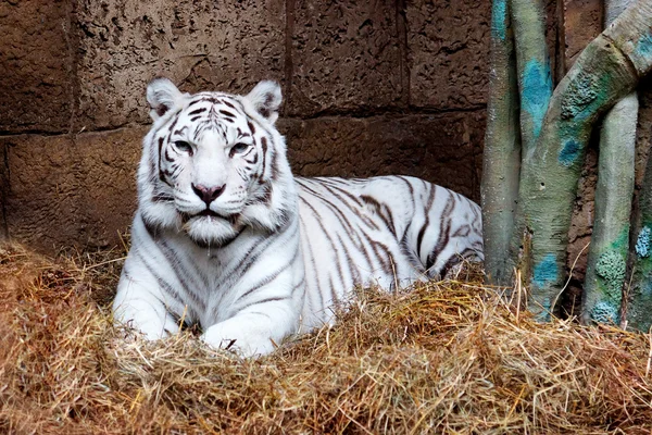 El tigre blanco Imágenes de stock libres de derechos