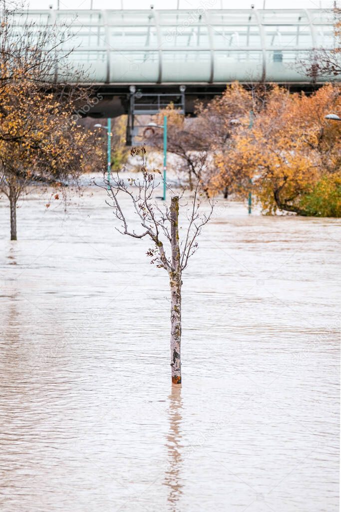 Vertical picture of an isolated tree surrounded by water in a flooding. Barra storm in Zaragoza provoke river Ebro flood in autumn 2021. Tercer Milenio bridge in the background. Concept: climate change