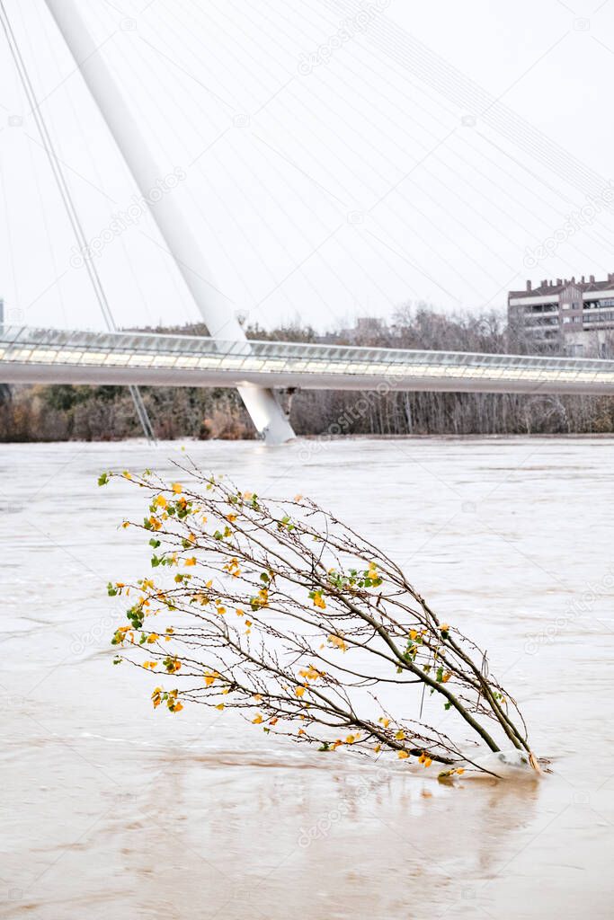 Vertical picture of a small tree covered by water due to river ebro flooding. Pasarela del Voluntariado bridge in the background. Barra storm cause damage all over Ebro riverbank in Spain