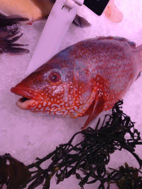 Yeşil algler ile buz üzerinde taze balık