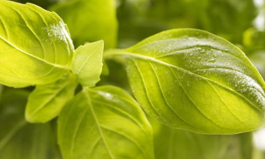 demet fesleğen ile üzerine düşer.