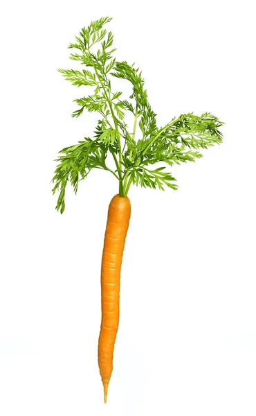 Single carrot isolated on white background — Stock Photo, Image