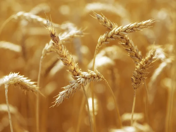 Primer plano de Wheatfield brigtly luz del sol —  Fotos de Stock