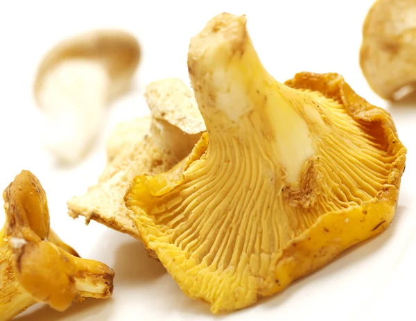 Chantarelles on a white background with shadow — Stock Photo, Image