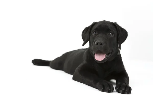 Σκύλος - μαύρο λαμπραντόρ — Φωτογραφία Αρχείου
