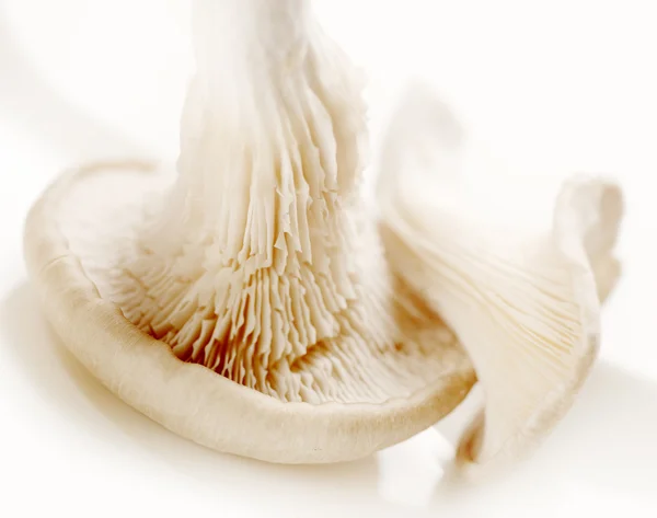 Pilz aus nächster Nähe auf weißem Hintergrund — Stockfoto