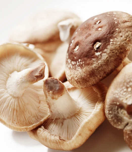 Heap of mushrooms with shadow — Stock Photo, Image