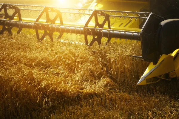 Mähdrescher erntet den Weizen lizenzfreie Stockbilder