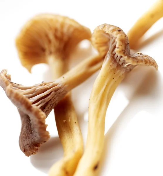 Τρεις chanterelles closeup απομονωθεί σε λευκό — Φωτογραφία Αρχείου