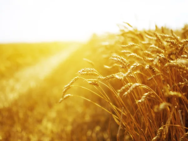 Пшеничное поле на закате Стоковая Картинка