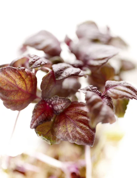 Purple shiso on a patch close up — Stock Photo, Image