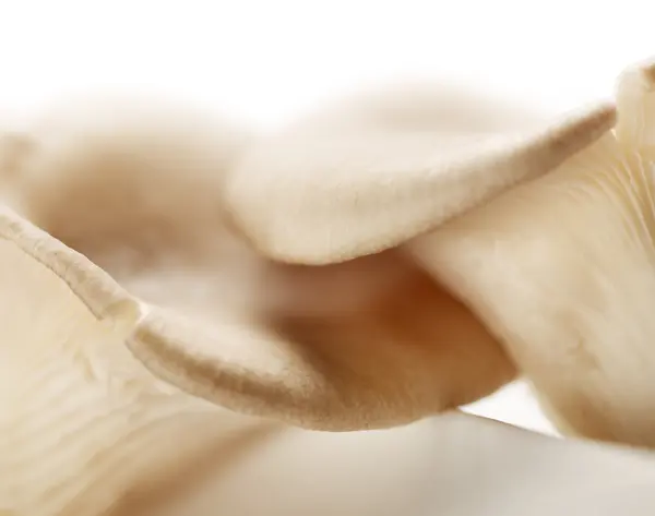 Two mushrooms macro shot — Stock Photo, Image