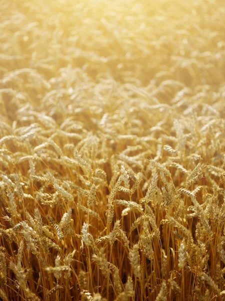 Campo de trigo al atardecer en una granja holandesa — Foto de Stock