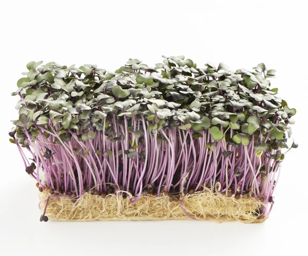 Growth purple garden cress isolated on a white background — Stock Photo, Image