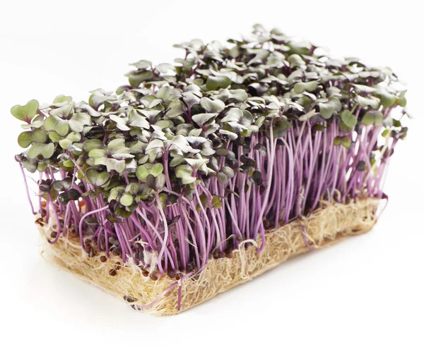 Ростуть фіолетові садові креслення ізольовані на білому тлі — стокове фото