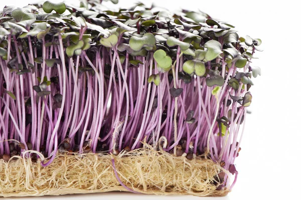 Crecimiento berro jardín púrpura aislado sobre un fondo blanco —  Fotos de Stock