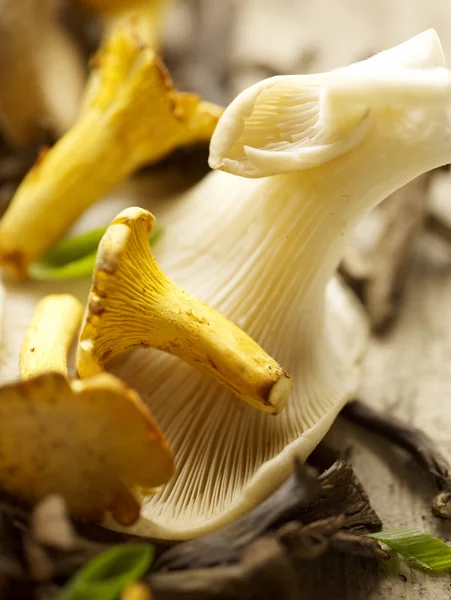 Різноманітний вид грибів на дерев'яних дошках екстремально крупним планом — стокове фото