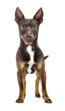 kahverengi jack russel terrier ayakta beyaz zemin üzerine