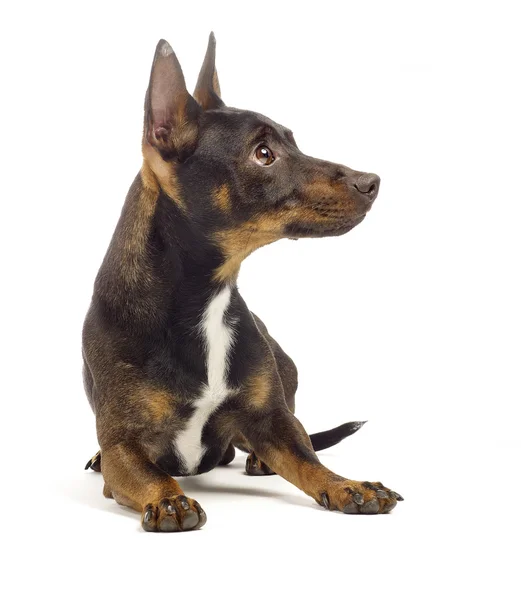 Brown jack russel terrier laying on the ground looking to the ri — Stock Photo, Image