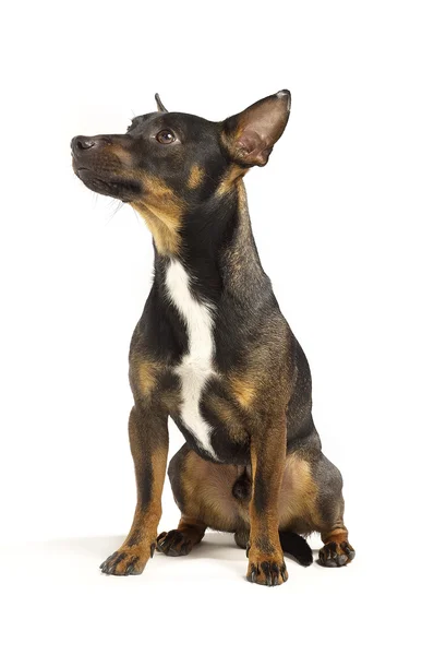 Brown jack russel terrier sitting and looking to the left — Stock Photo, Image