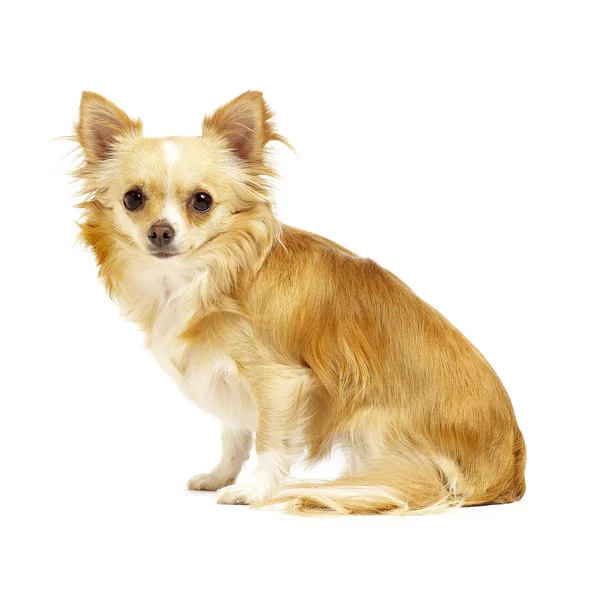 Chihuahua sentado sobre un fondo blanco —  Fotos de Stock