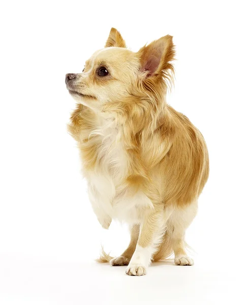 Chihuahua de pie sobre fondo blanco —  Fotos de Stock