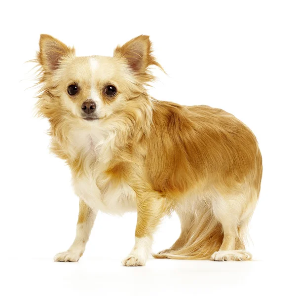 Chihuahua staande op witte achtergrond — Stockfoto